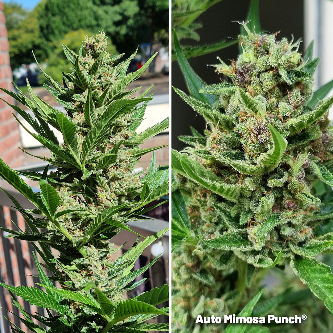 Auto Mimosa Punch grown on a balcony