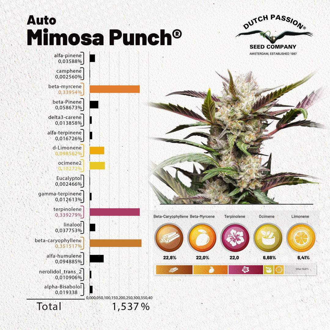 Auto Mimosa Punch terpenes over 1 procent