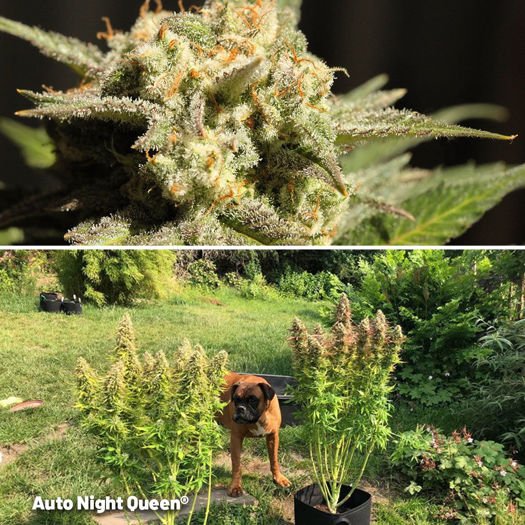 Auto Night Queen plants outdoor in a garden