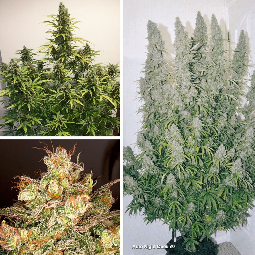 Auto Night Queen is one of the faster Dutch Passion autoflowers