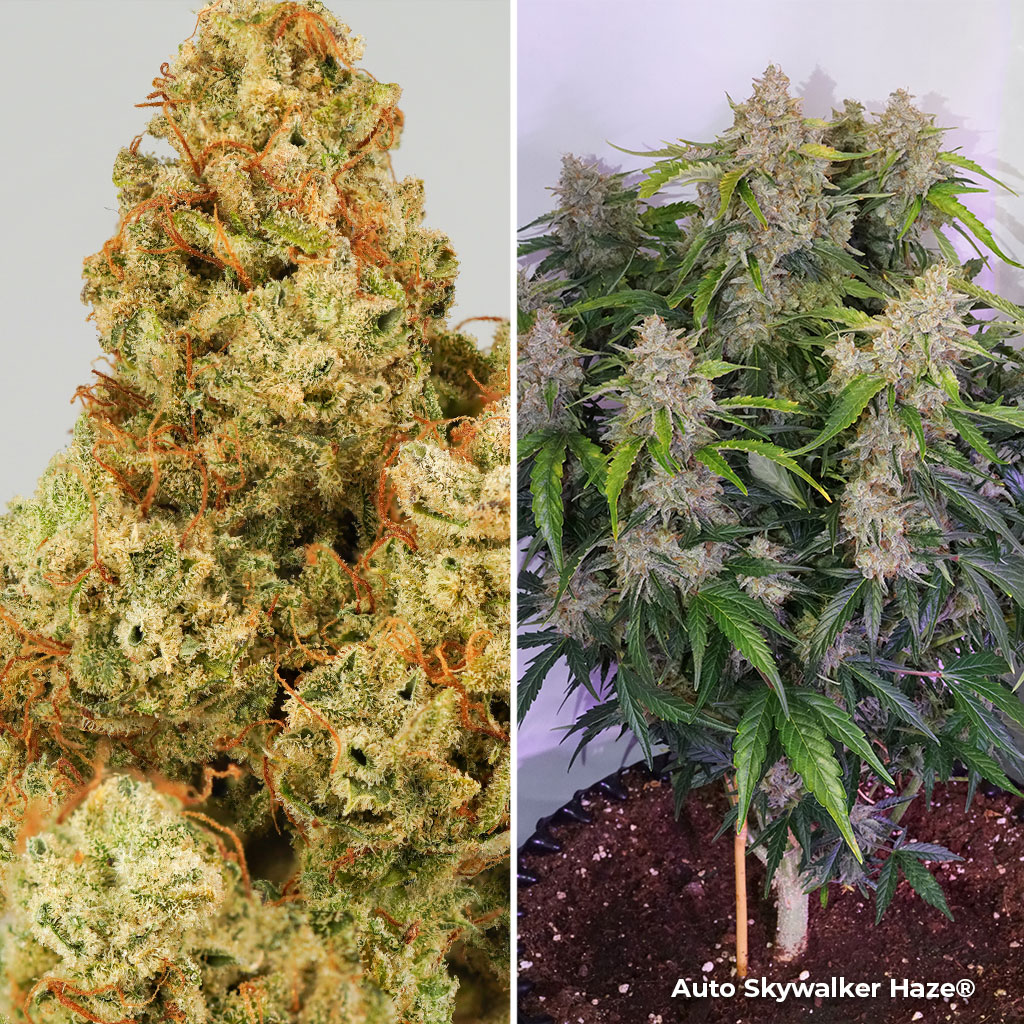 Auto Skywalker Haze for late outdoor cannabis growing autoflower