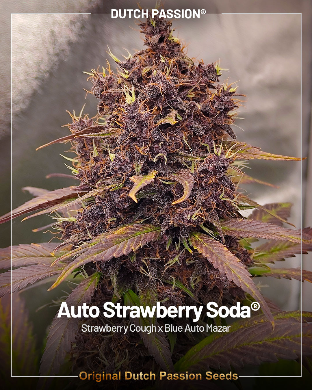 Auto Strawberry Soda by Dutch Passion