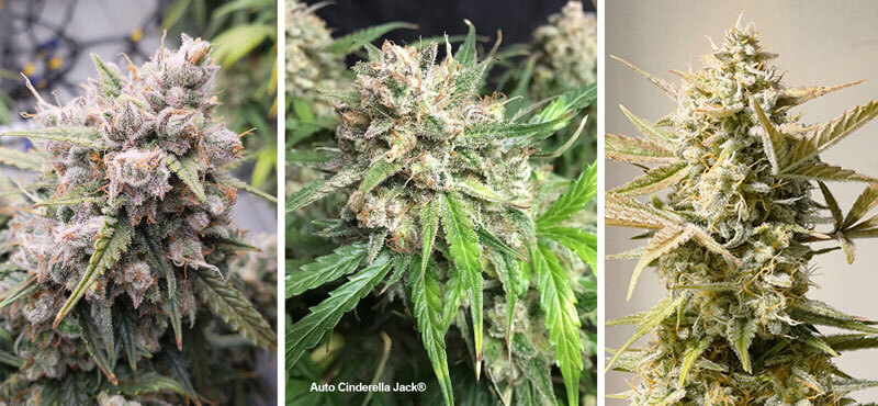 Auto Cinderella Jack by Dutch Passion