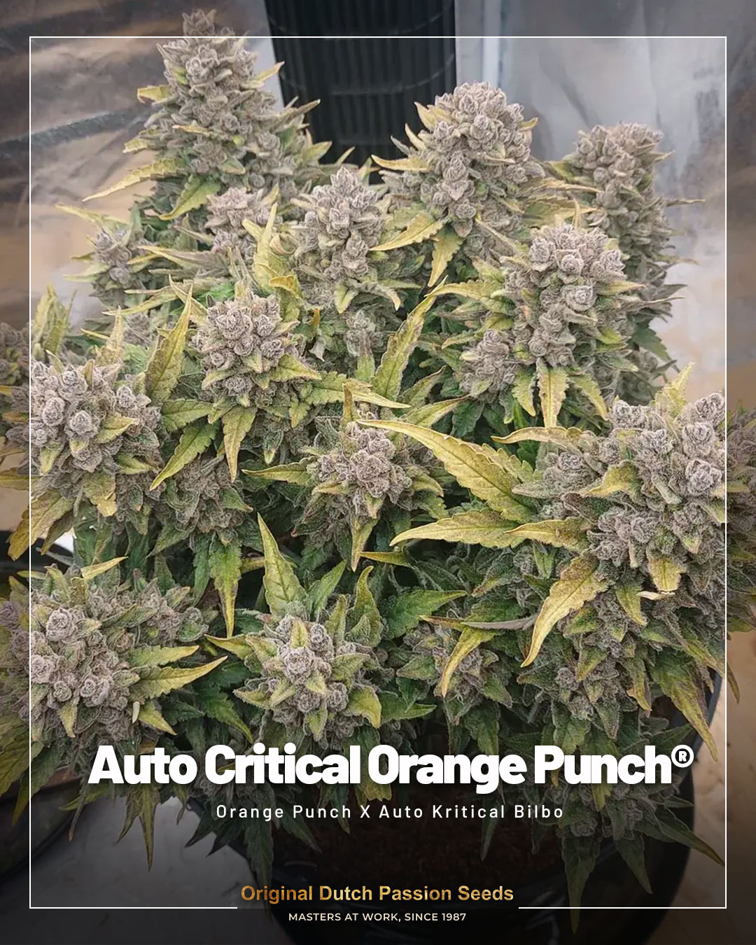 Auto Critical Orange Punch full plant with lots of buds