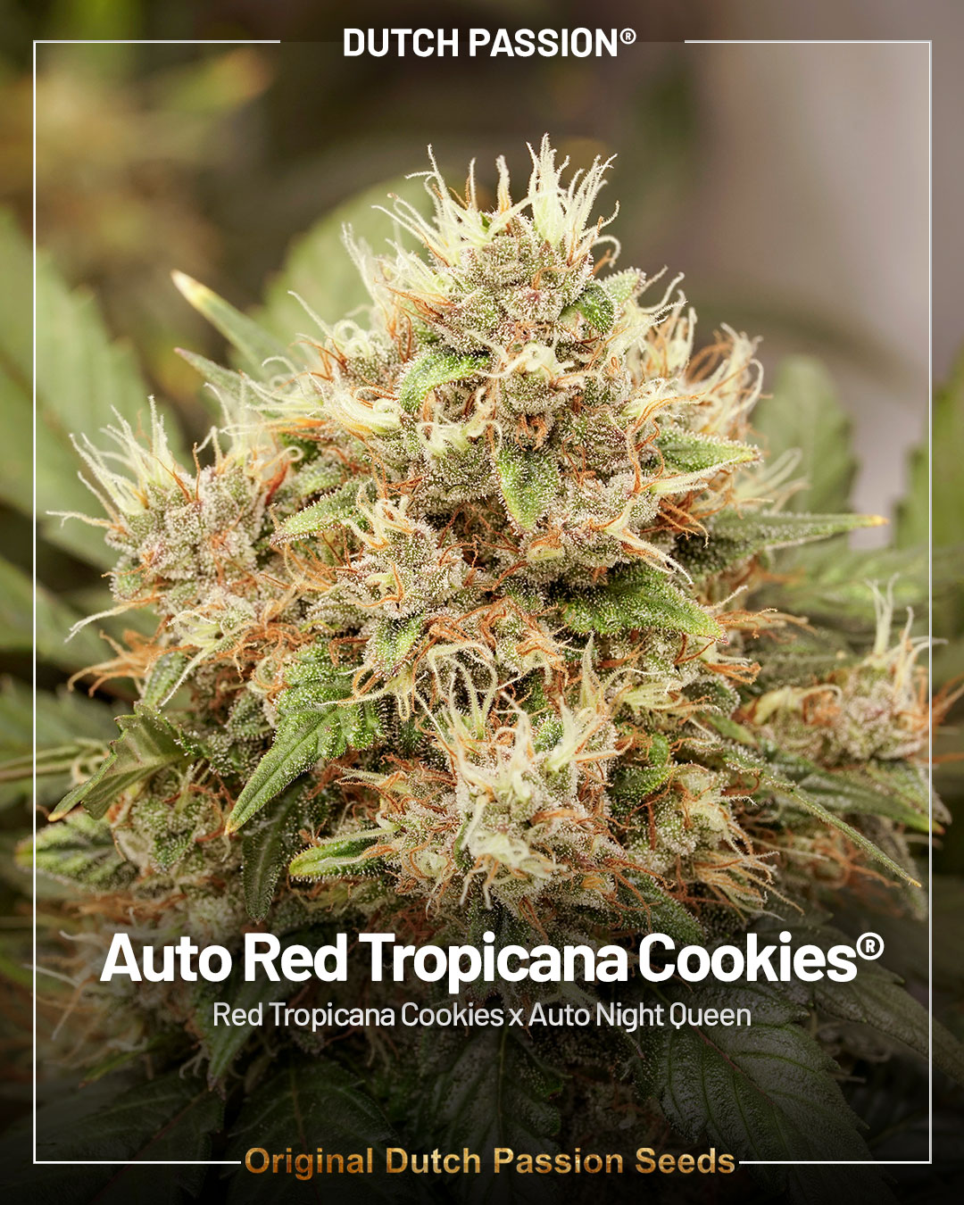 Auto Red Tropicana Cookies by Dutch Passion