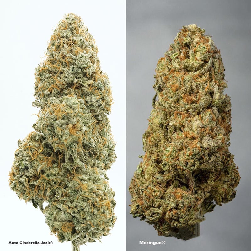 Autoflower vs feminized buds