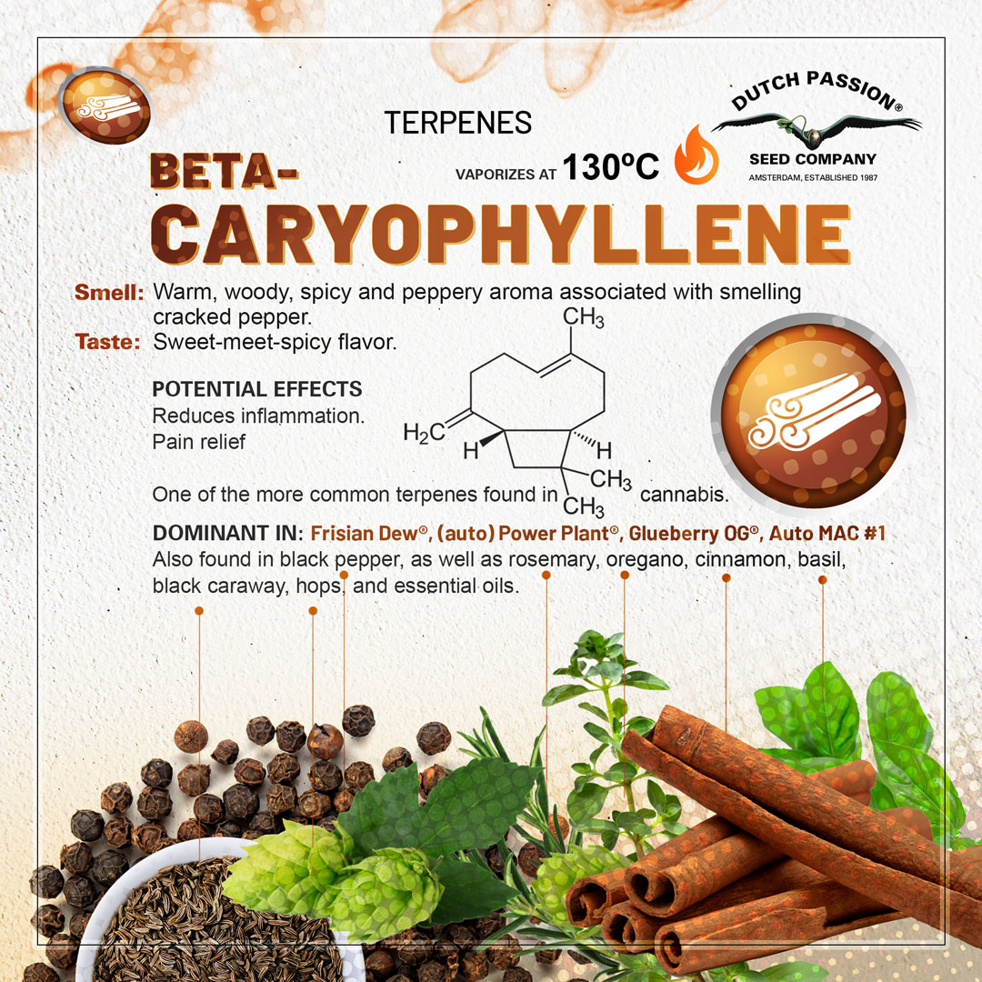 Beta-caryophyllene cannabis terpene guide