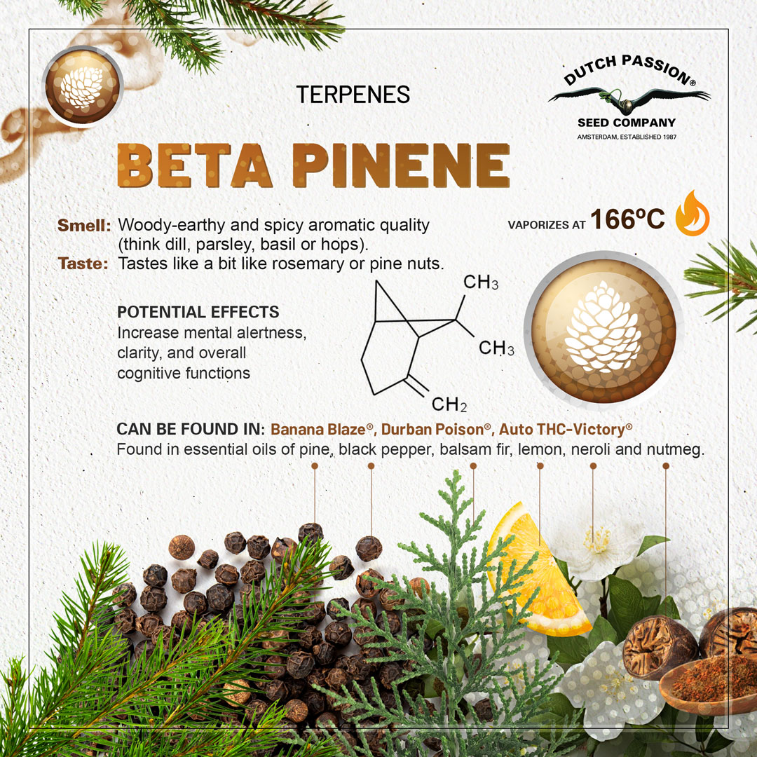 Beta-pinene cannabis terpene guide
