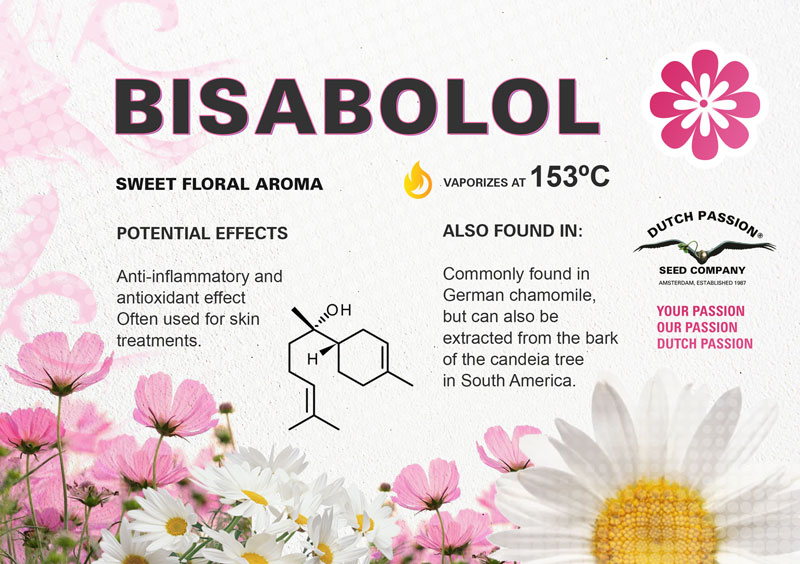 Bisabolol cannabis terpene guide