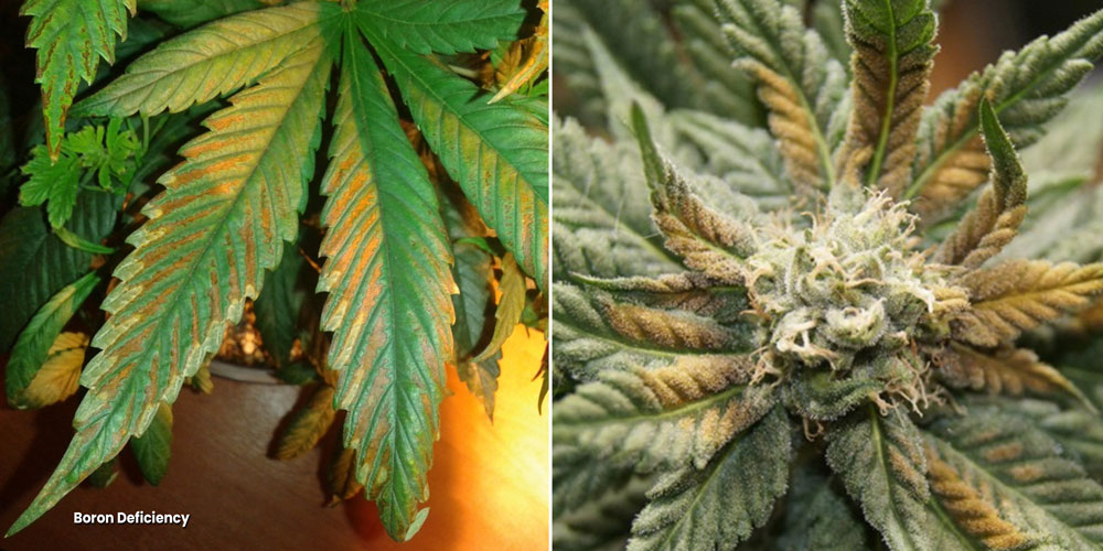 Boron deficiency symptoms