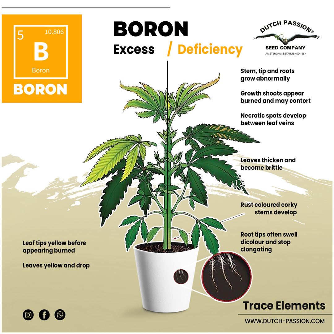 Boron deficiency in cannabis