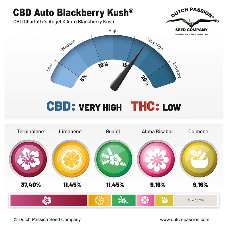 CBD Auto Blackberry Kush Cannabis Seeds | Dutch Passion USA