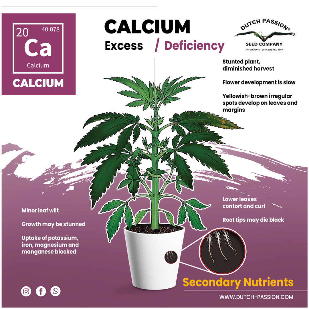 Calcium deficiency in cannabis