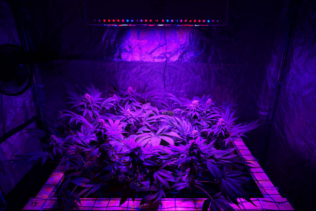 Cannabis growing under blue light