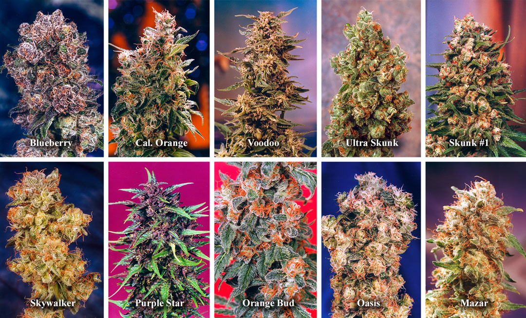 Order Dutch Passion cannabis seeds from Europe