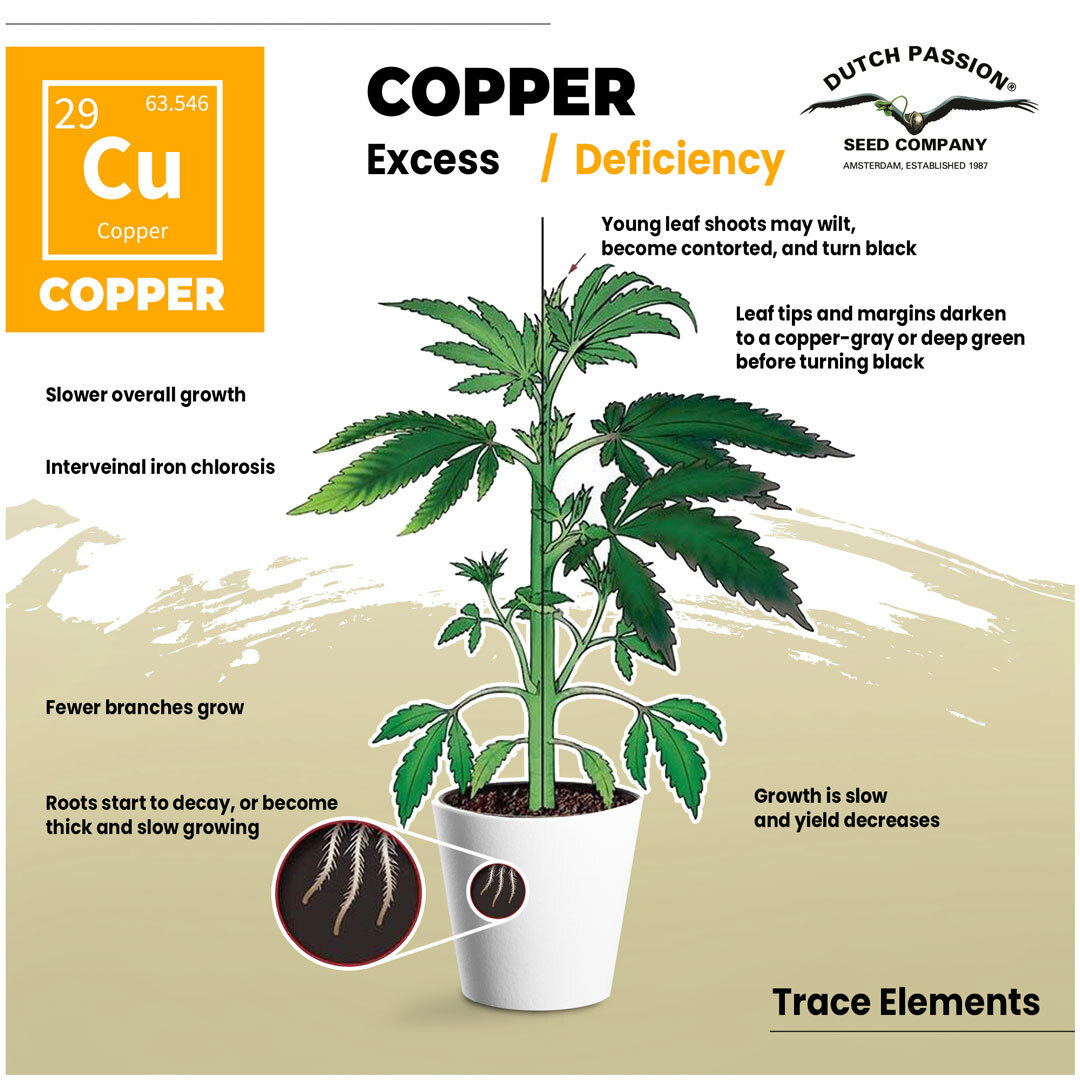Copper deficiency in cannabis