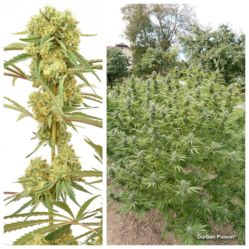 Durban Poison is hugely popular with outdoor growers