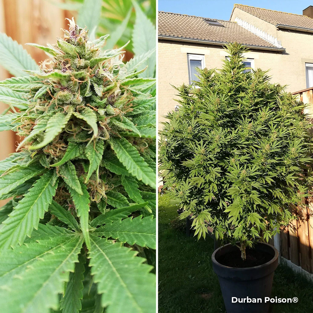 Durban Poison for late outdoor easy cannabis growing