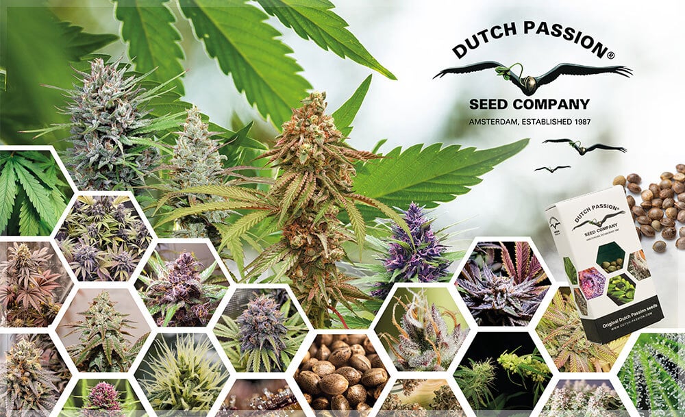 About Dutch Passion Seed Company