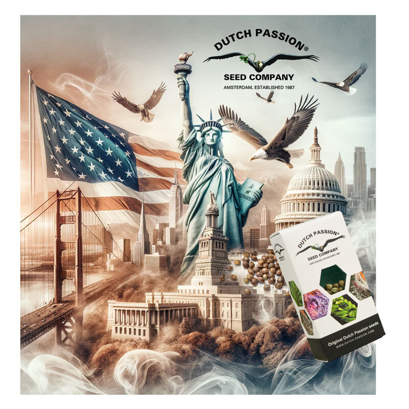 Dutch Passion cannabis seeds USA