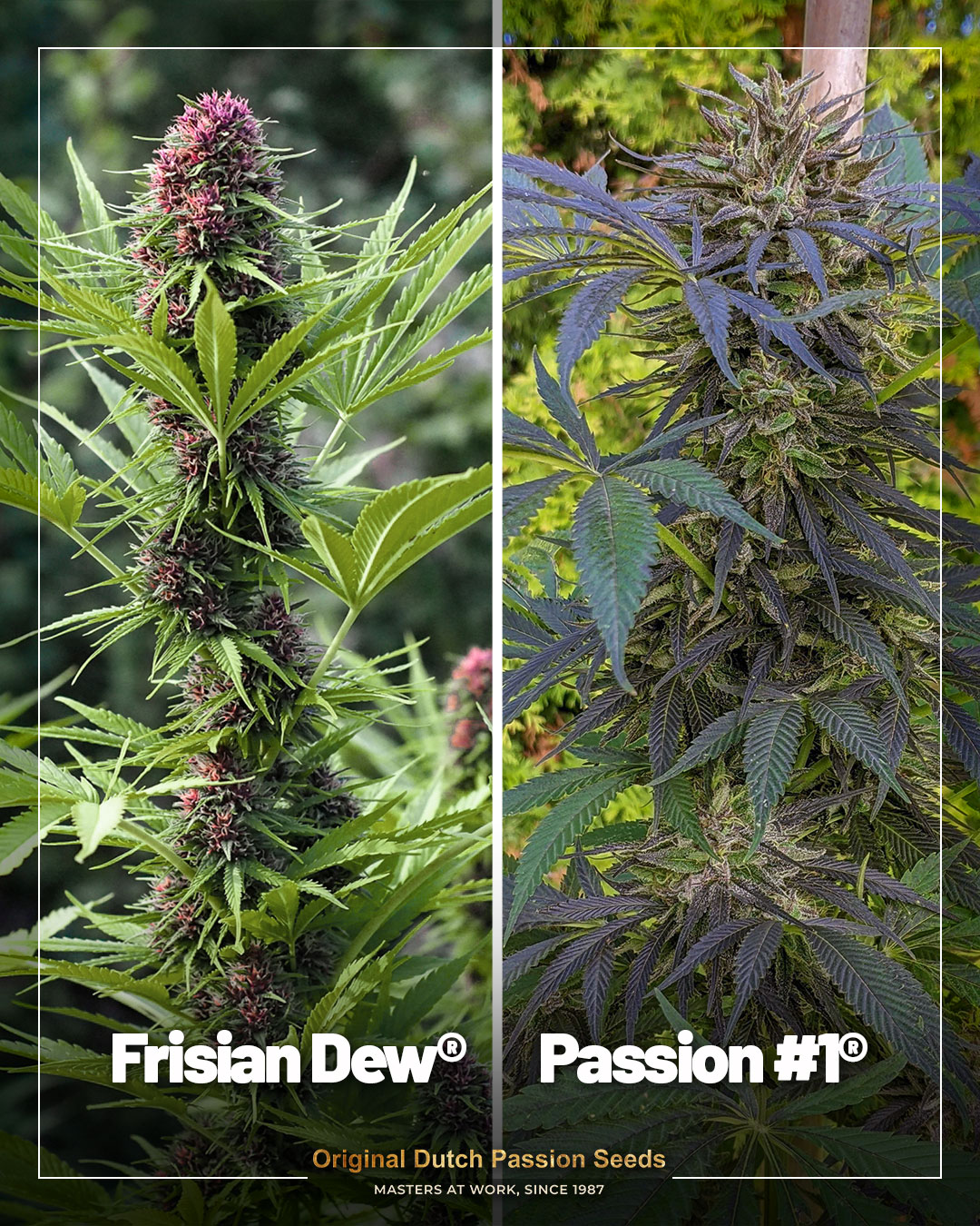 Pink Frisian Dew bud on the left and Passion #1 with dark coloration