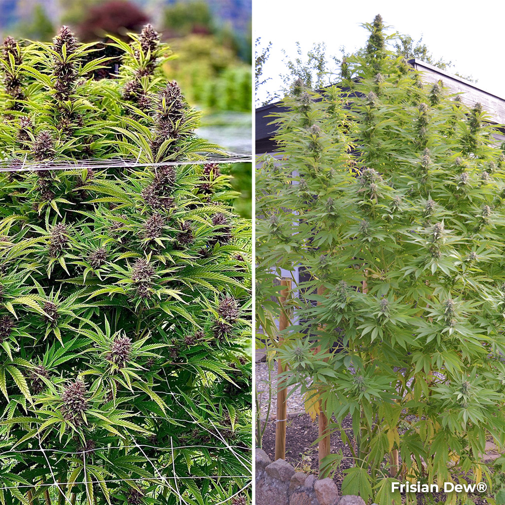 Frisian Dew best for late outdoor grow cannabis us