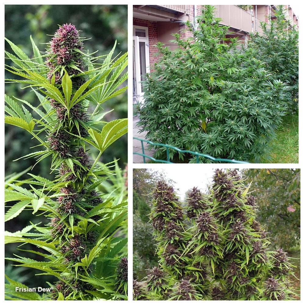 Frisian Dew is a beautiful looking outdoor plant