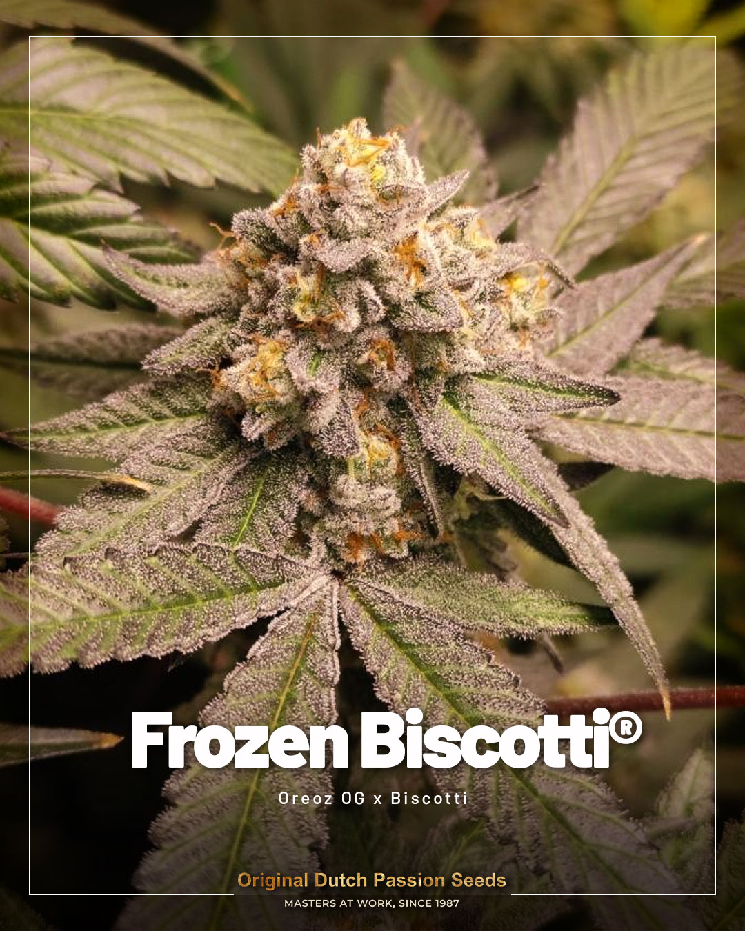 Frozen Biscotti bud and green leaves with dark coloration
