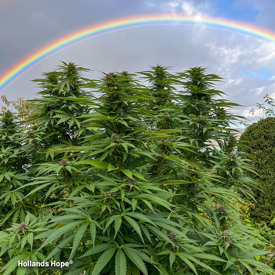 Hollands Hope growing outdoors under a rainbow