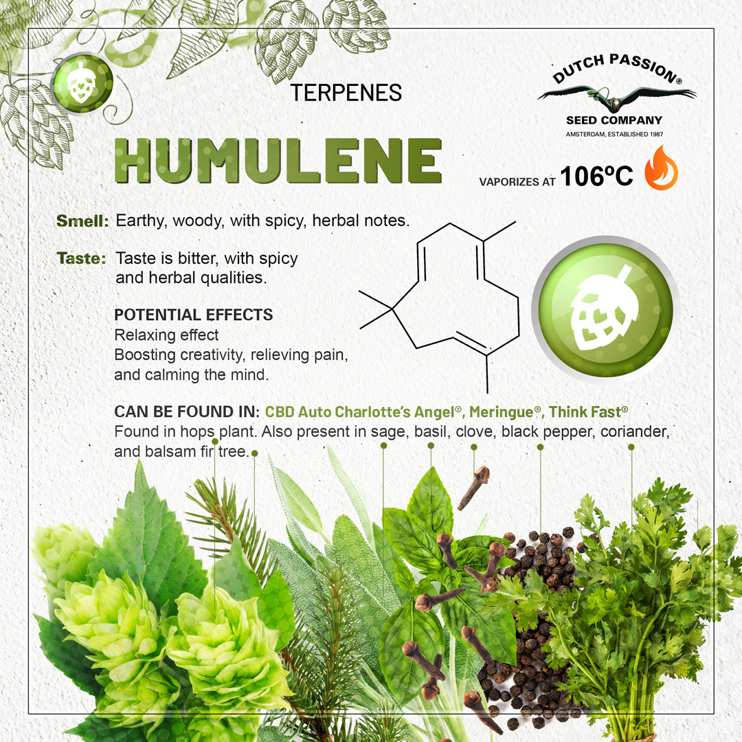 Humulene cannabis terpene guide