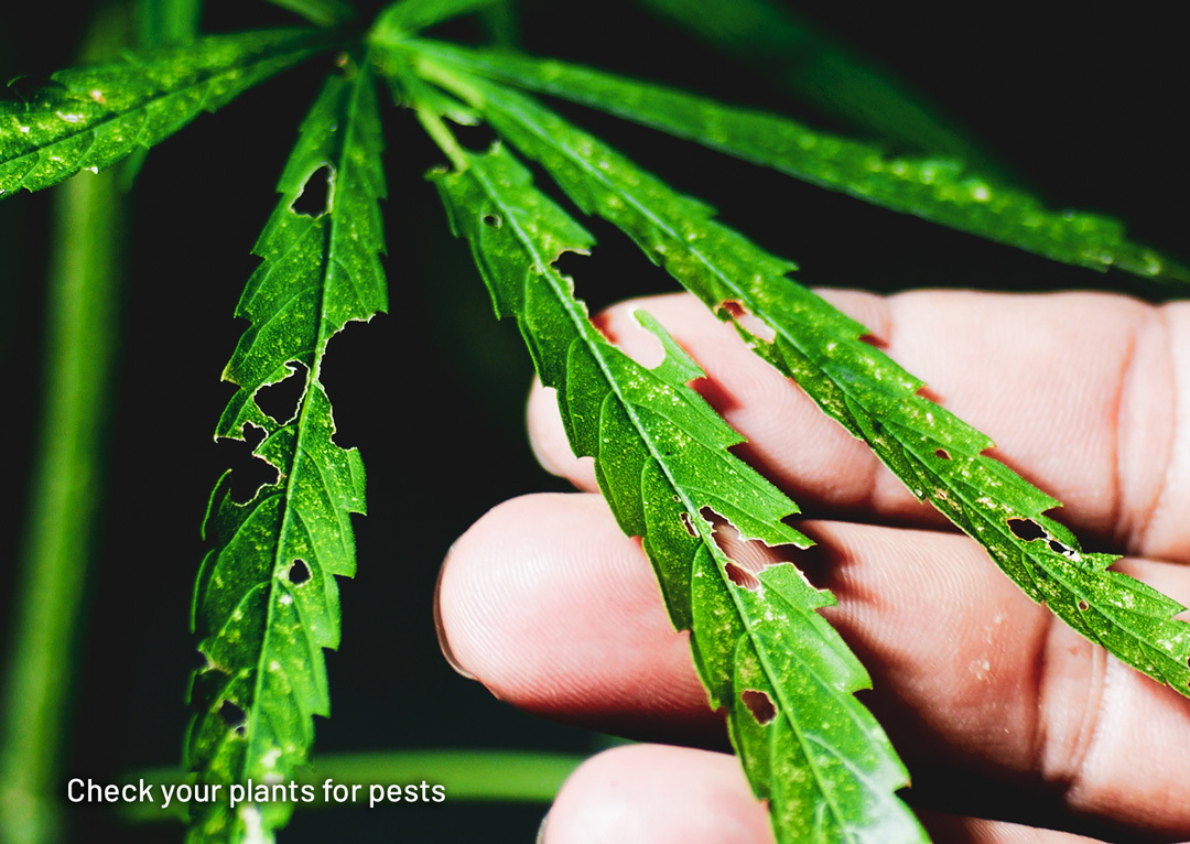 Inspect your cannabis plants for pests and diseases