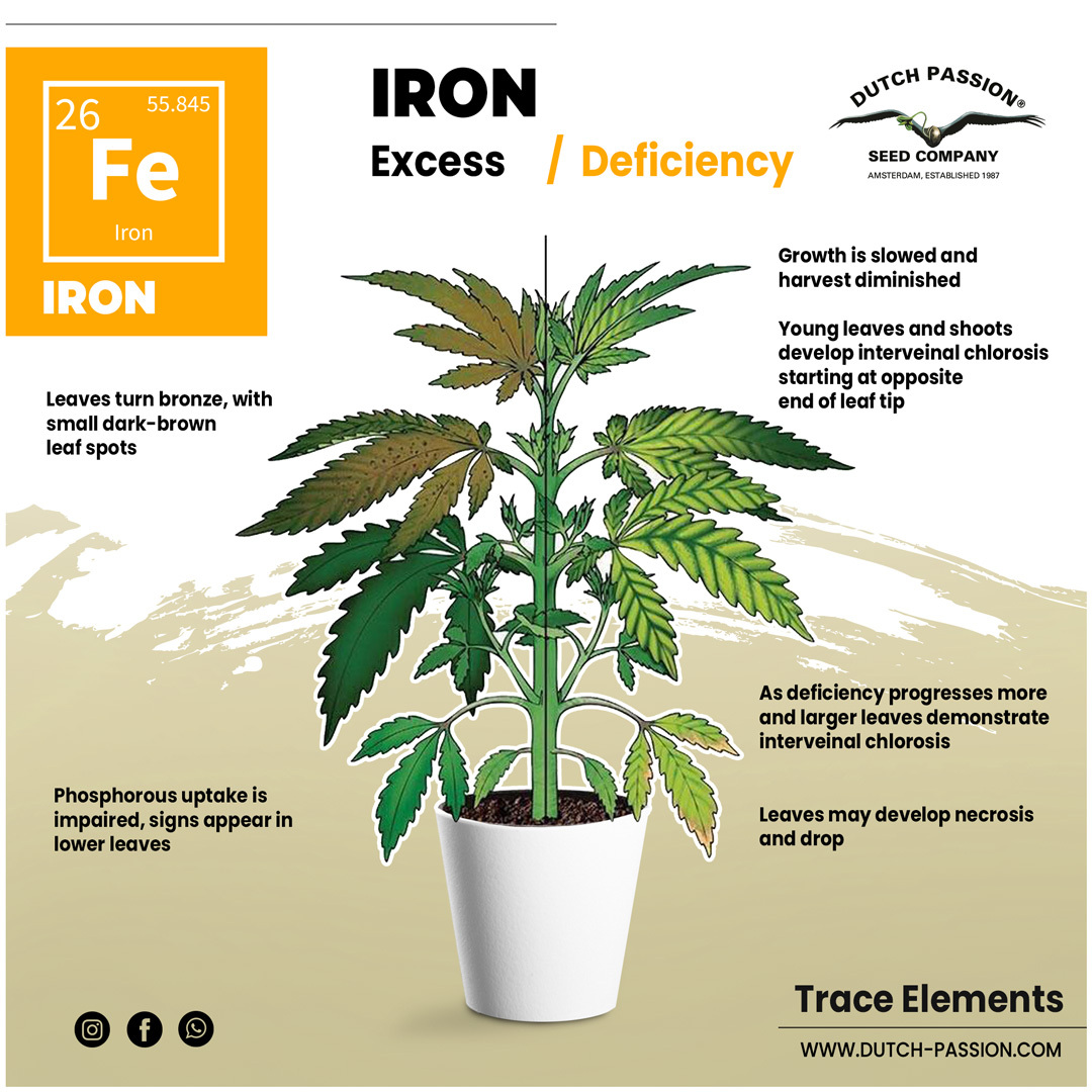 Iron deficiency in cannabis