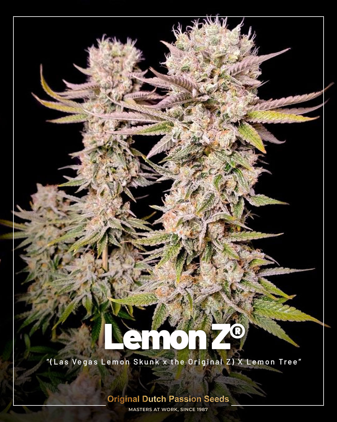 Frosty Lemon Z buds against a black background