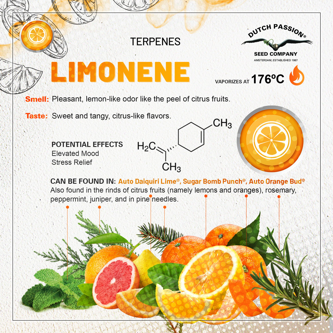 Limonene cannabis terpene guide