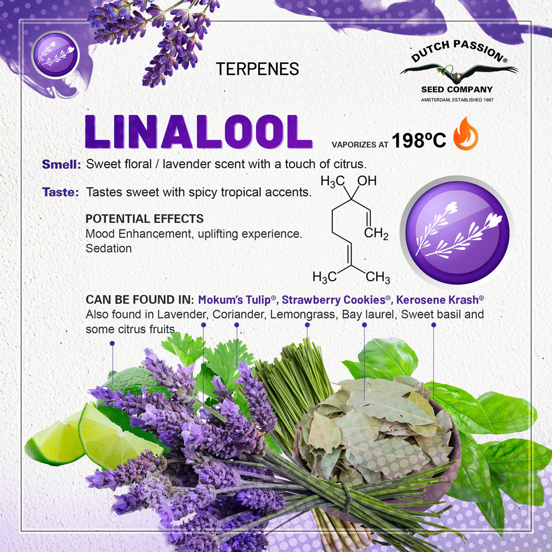 Linalool cannabis terpene guide