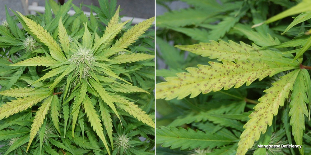 Manganese deficiency symptoms