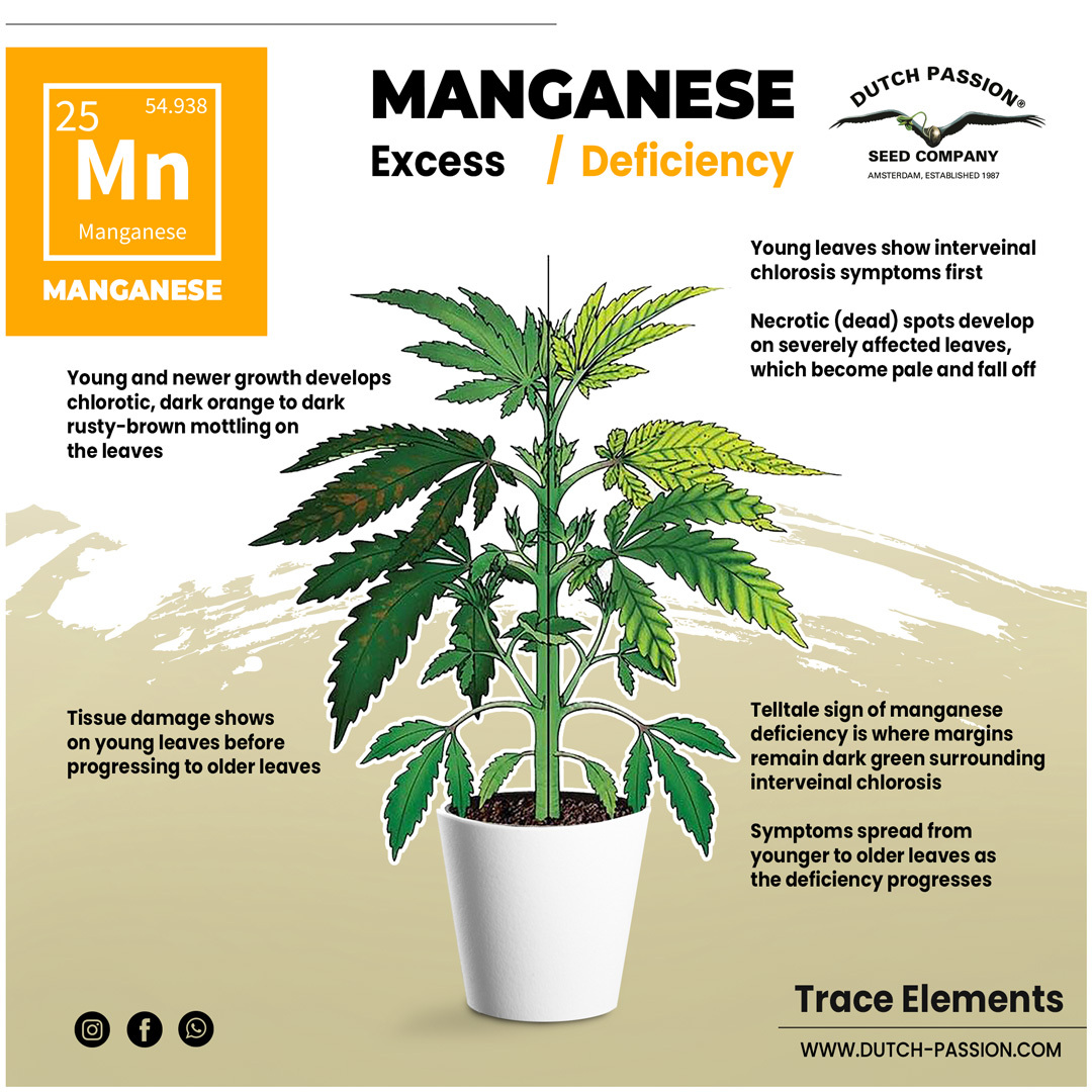 Manganese deficiency in cannabis