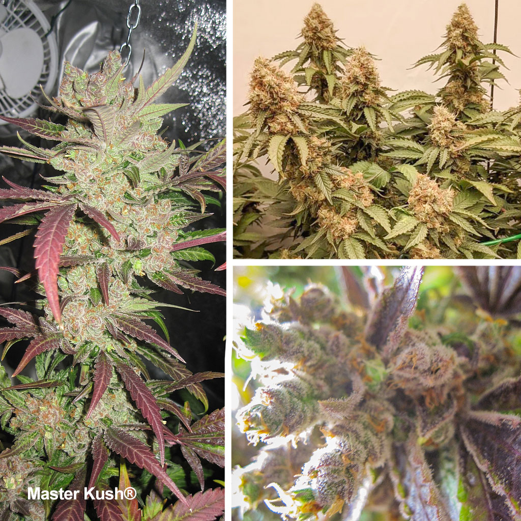 Master Kush by Dutch Passion is a cannabis cup winning Kush