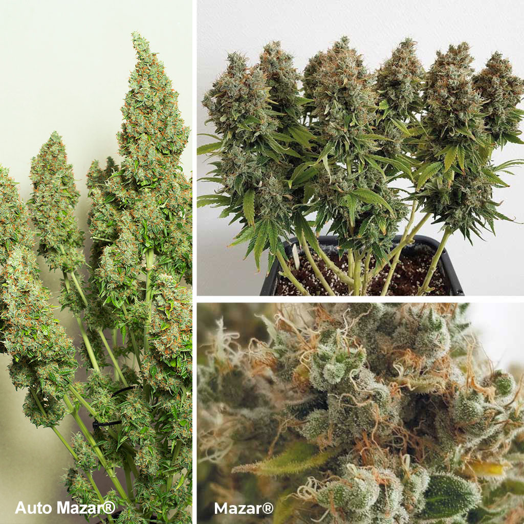 Mazar and Auto Mazar with tough and low maintenance Afghani Kush genetics