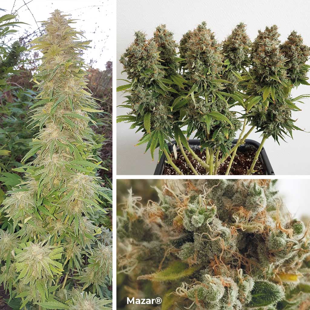 Mazar by Dutch Passion 
