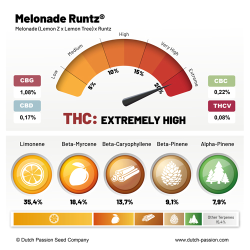 Melonade Runtz cannabinoid and terpene profile