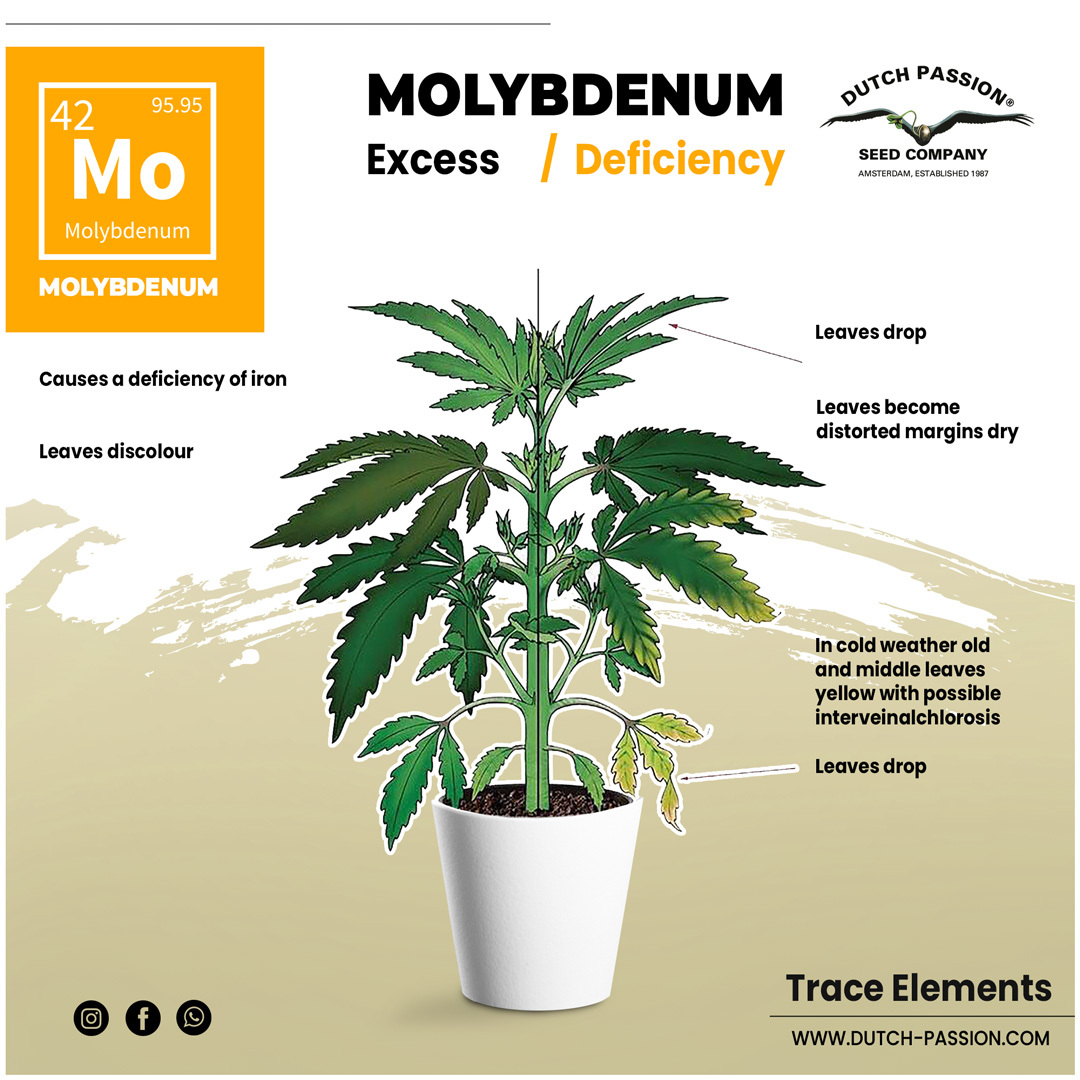 Molybdenum deficiency in cannabis