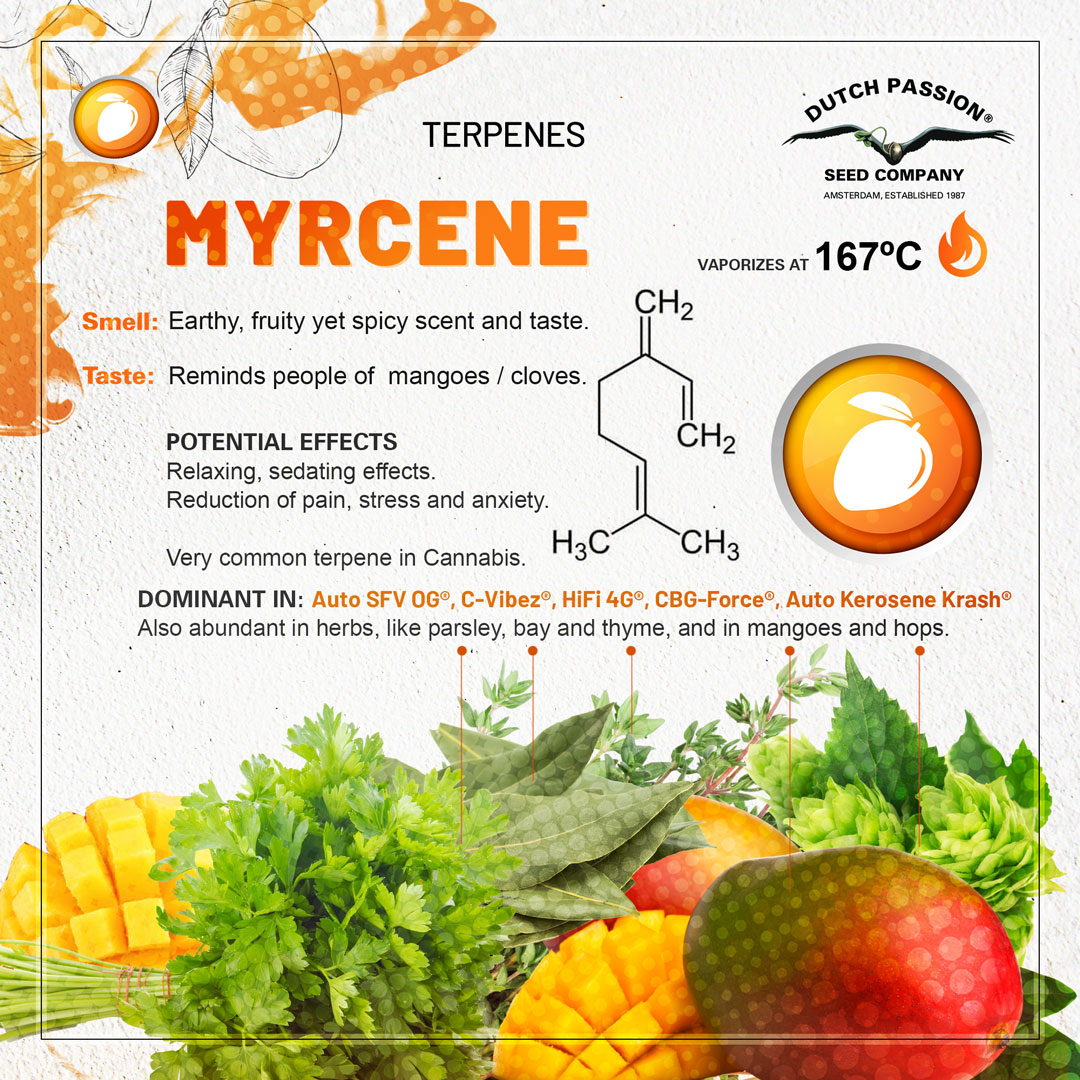 Myrcene cannabis terpene guide