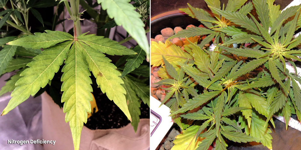 Nitrogen deficiency symptoms
