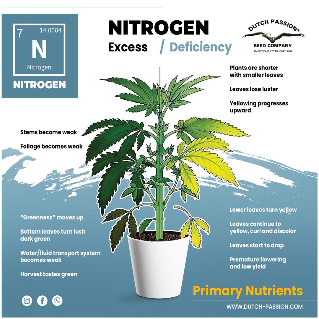 Nitrogen deficiency in cannabis