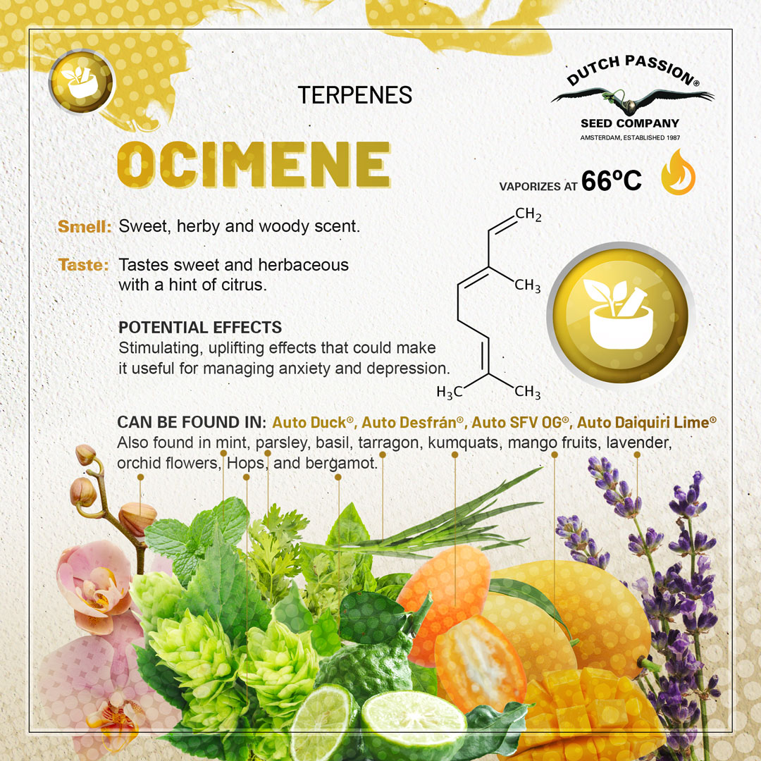 Ocimene cannabis terpene guide
