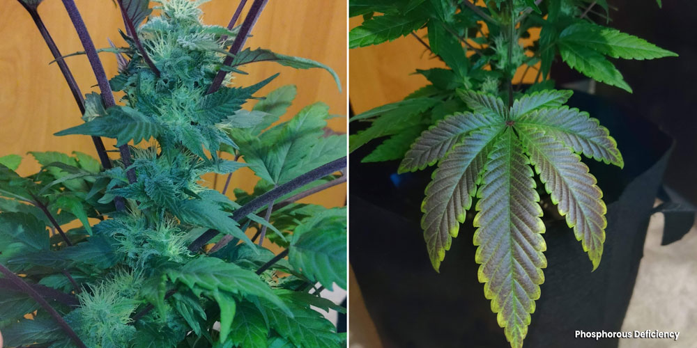 Phosphorus deficiency symptoms