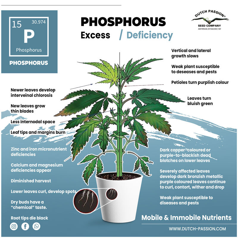 Phosphorus deficiency in cannabis