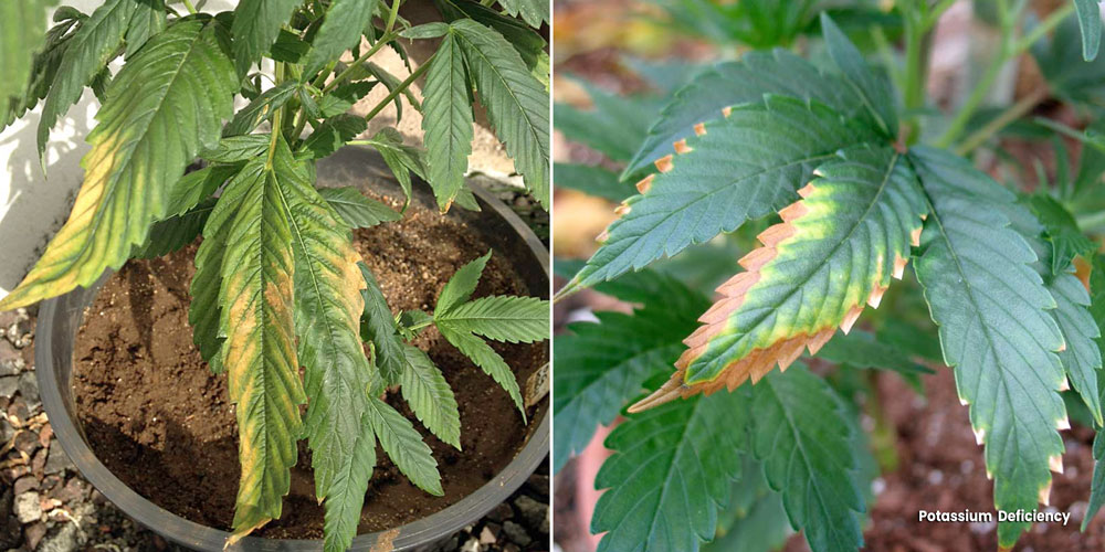 Potassium deficiency symptoms