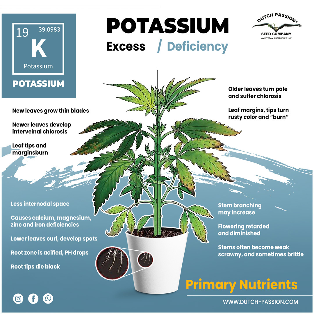 Potassium deficiency in cannabis